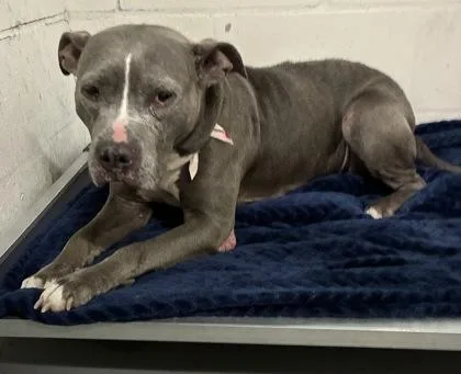 A senior large-sized female American Staffordshire Terrier dog named Rosie for adoption in Gainesville, FL