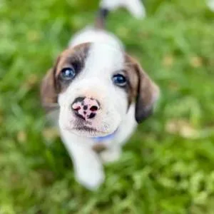 Buckwheat thumbnail 4