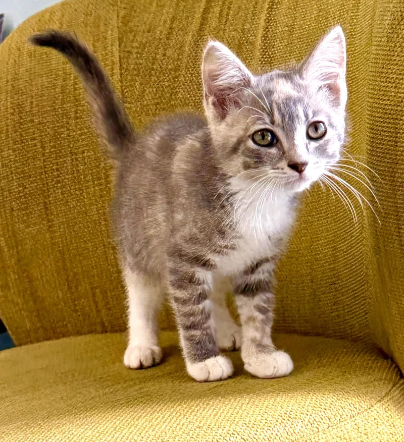Penelope