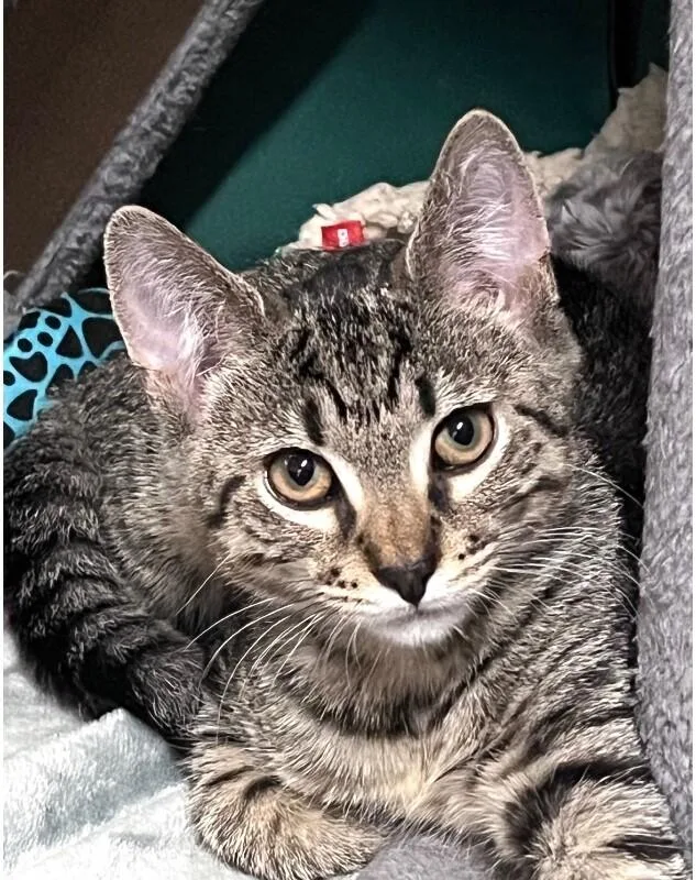A young medium-sized female Tabby (Brown / Chocolate) Domestic Short Hair cat named Hazel for adoption in North Babylon, NY
