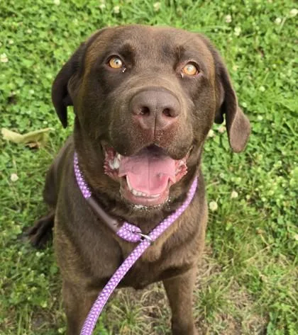 An adult large-sized male Brown / Chocolate Chocolate Labrador Retriever dog named Cadbury for adoption in Philadelphia, PA