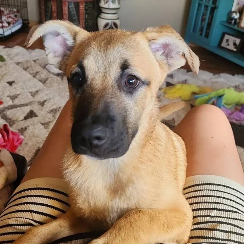 A baby medium-sized female Brown / Chocolate Mixed Breed dog named Nia for adoption in Alma, WI