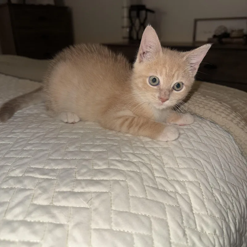A baby small-sized female Buff / Tan / Fawn Domestic Short Hair cat named White Chocolate Mocha Miley for adoption in Chickasaw, AL