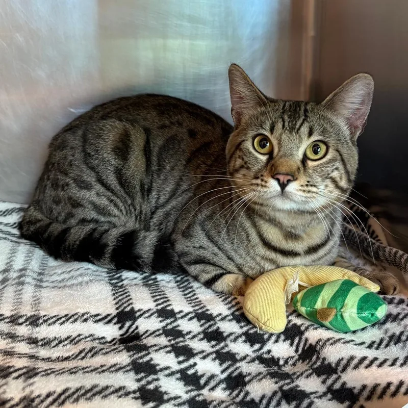 An adult large-sized male Brown / Chocolate Bengal cat named Pretzel for adoption in Matteson, IL