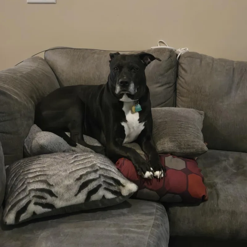 Maxie