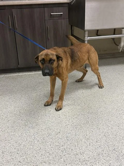 A young large-sized male German Shepherd Dog dog named Kyle for adoption in Conroe, TX