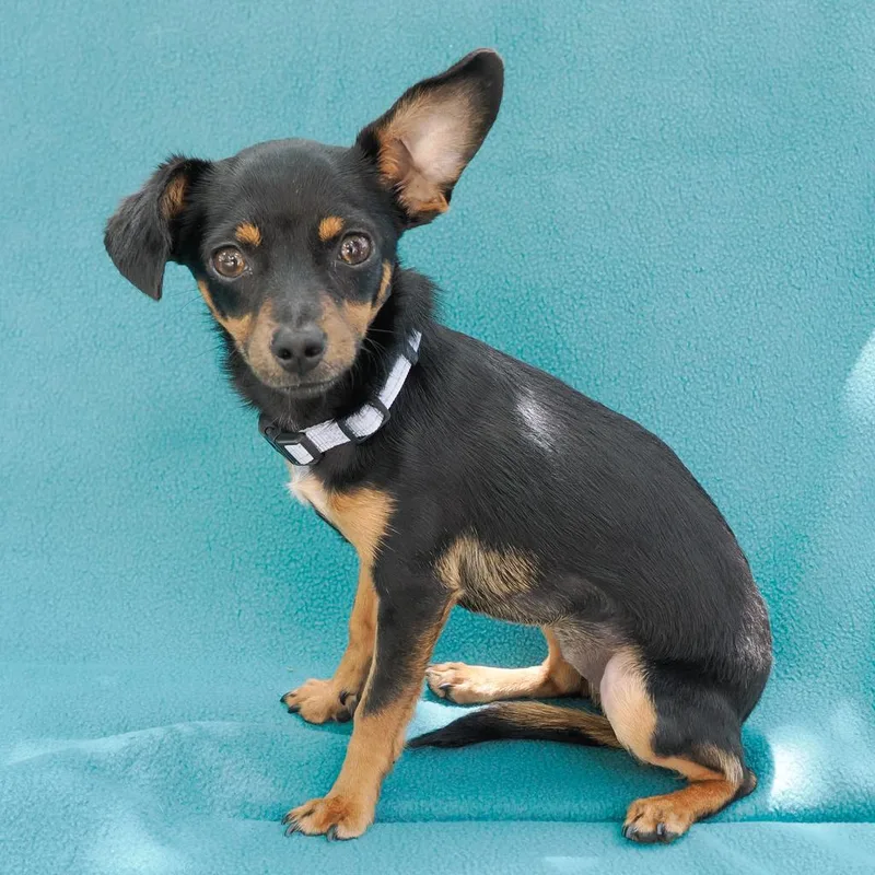 A young small-sized female Black Miniature Pinscher dog named Dalia for adoption in Point Richmond, CA