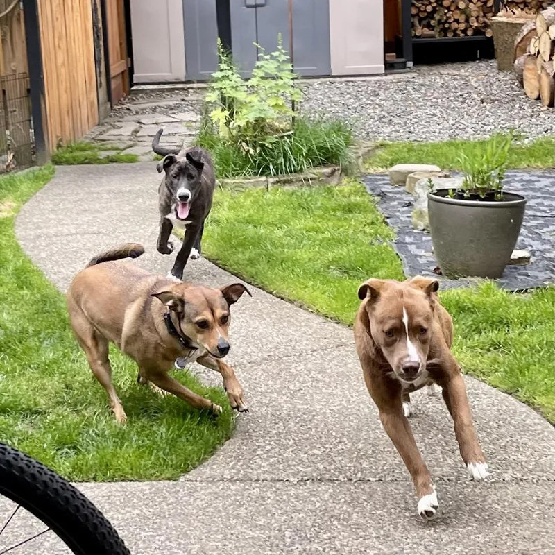 A young medium-sized male Brown / Chocolate Mixed Breed dog named Ozzie for adoption in Tacoma, WA