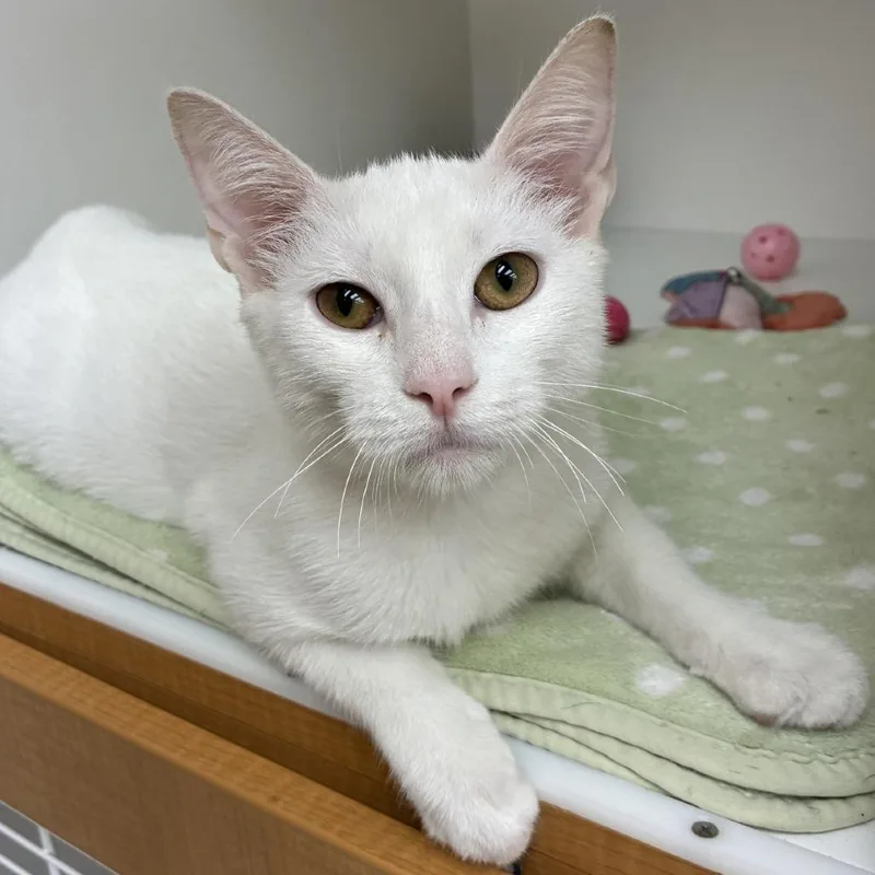 A young medium-sized male Domestic Short Hair cat named Lj for adoption in Champaign, IL