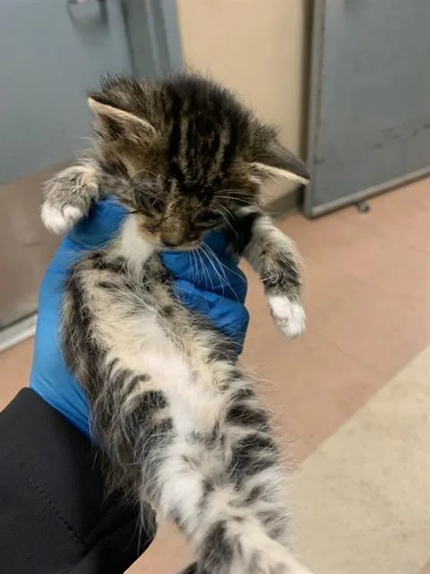 A baby small-sized female Domestic Short Hair cat named Lightning The Queen for adoption in San Jose, CA