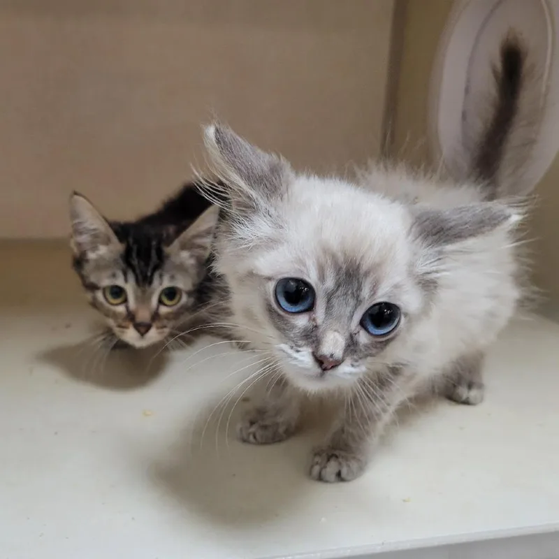 A baby small-sized female Brown / Chocolate Domestic Short Hair cat named Hexxus for adoption in Westminster, CA