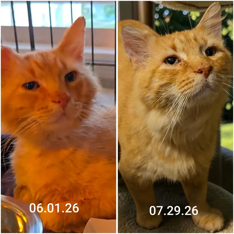 An adult medium-sized male Orange & White Domestic Short Hair cat named Merlin for adoption in Kenhorst, PA