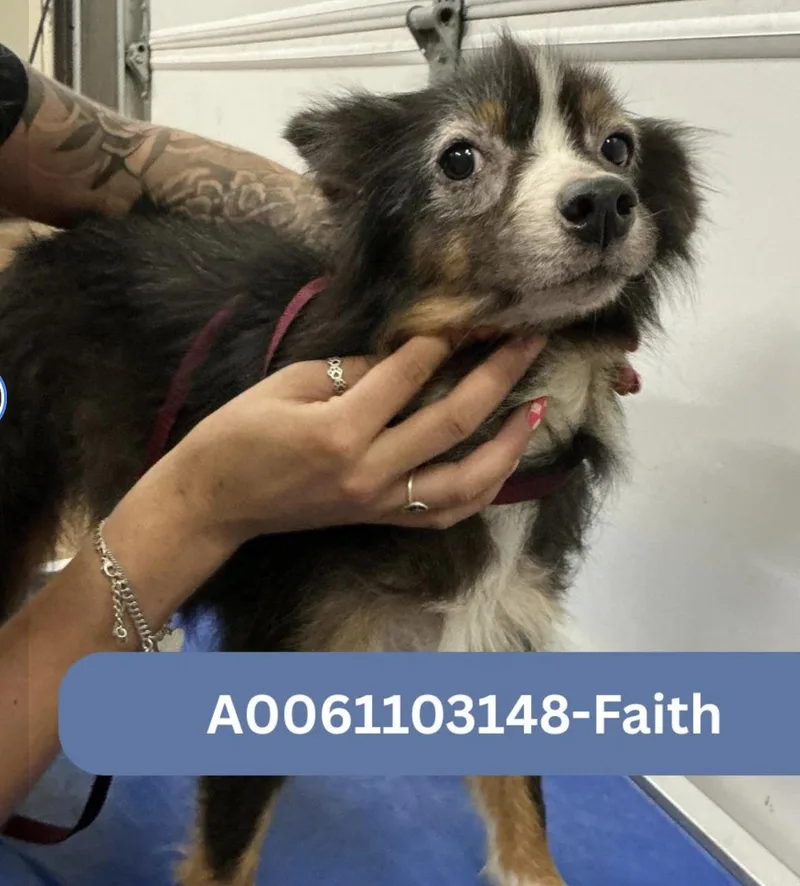 Faith Smith thumbnail 3