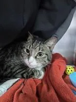 An adult medium-sized male Tabby (Brown / Chocolate) Domestic Short Hair cat named Hugo for adoption in Manitowoc, WI