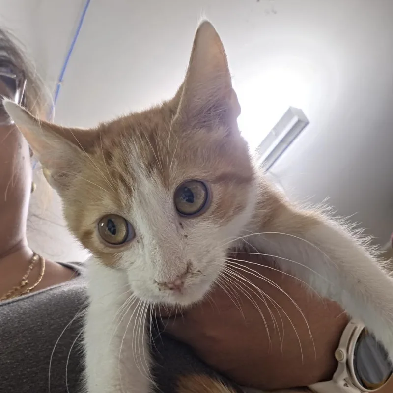 A baby small-sized male Orange / Red Domestic Short Hair cat named Dreamworks for adoption in Leander, TX