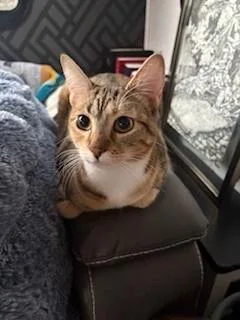 A baby small-sized female Domestic Short Hair cat named Roxy for adoption in Bend, OR