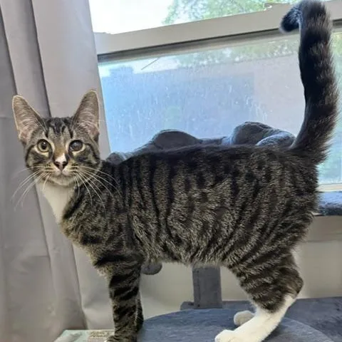 A baby medium-sized male Tabby (Brown / Chocolate) Domestic Short Hair cat named Monkey D. Luffy for adoption in Hudsonville, MI