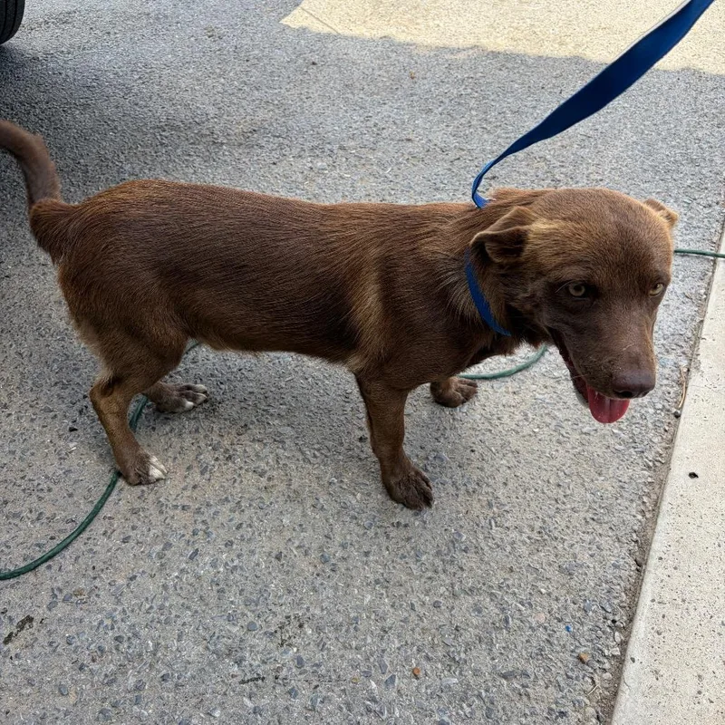 A young medium-sized male Brown / Chocolate Chocolate Labrador Retriever dog named Joey for adoption in Edinburg, TX