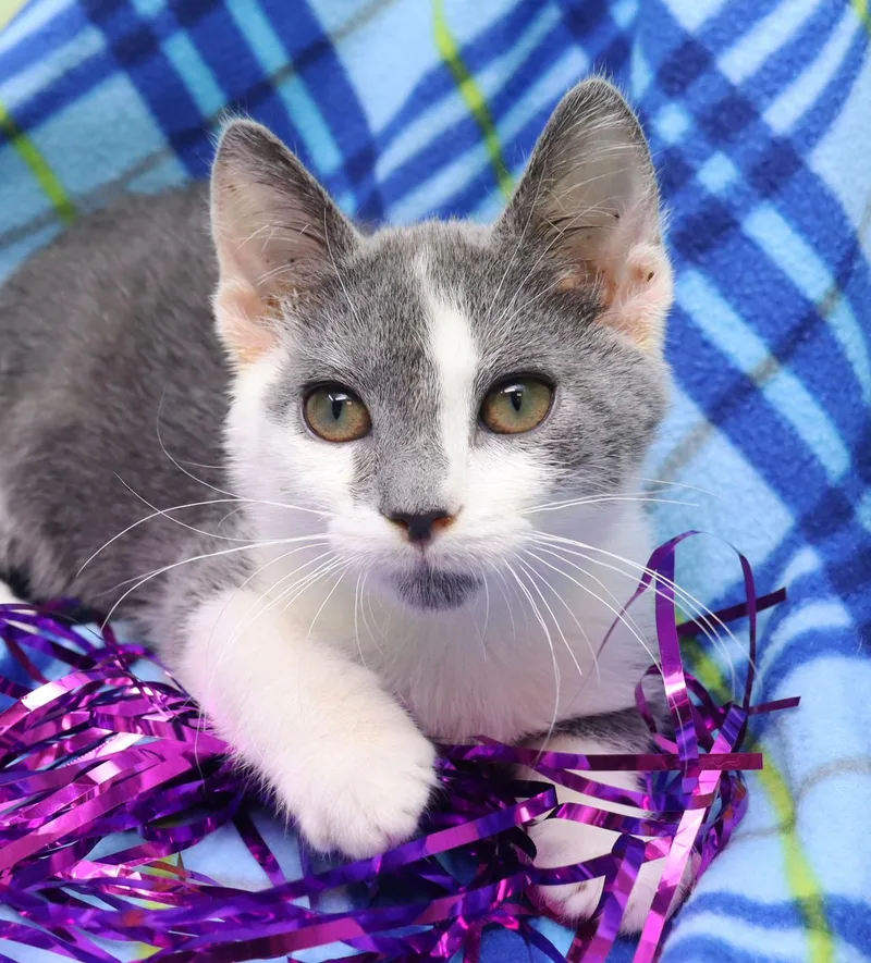 A baby medium-sized male Gray & White Domestic Short Hair cat named Bootleg for adoption in Tierra Verde, FL