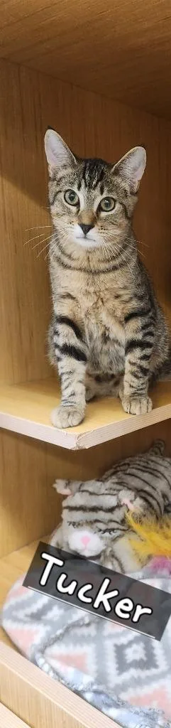 A young medium-sized male Domestic Short Hair cat named Tucker for adoption in Tampa, FL