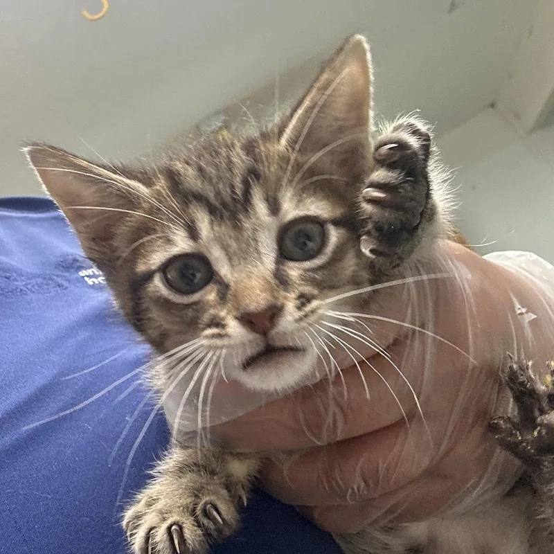 A baby small-sized male Black Domestic Short Hair cat named Riz for adoption in Leander, TX