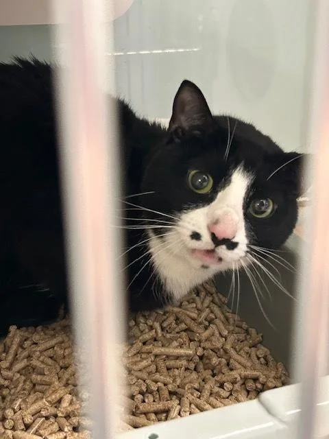 An adult medium-sized male Black & White / Tuxedo Domestic Short Hair cat named Grumpy for adoption in Muskegon, MI