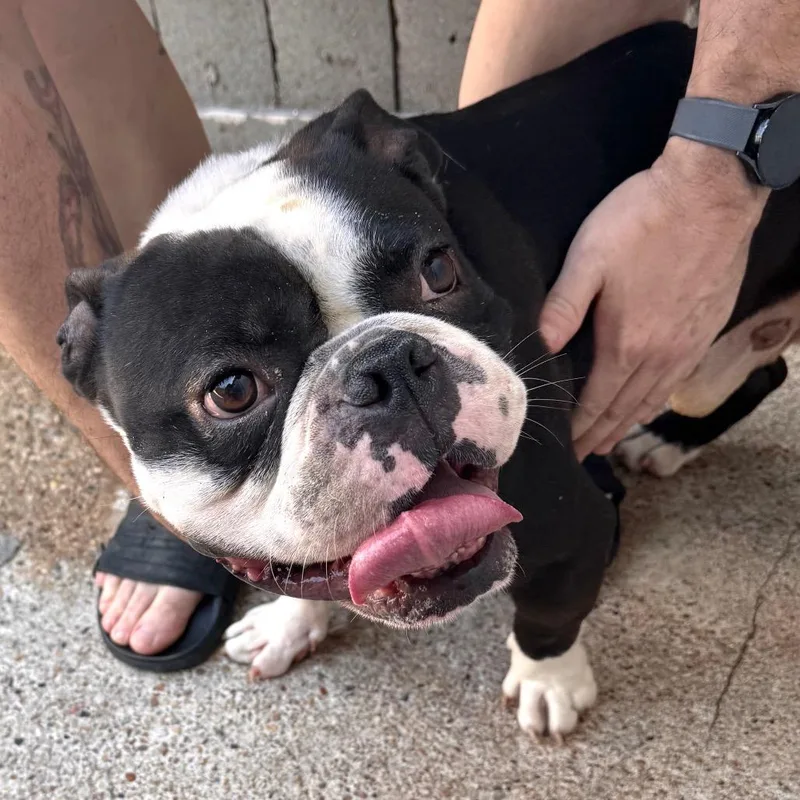 An adult small-sized male Black English Bulldog dog named Wattle ~ Coming Soon!!! for adoption in Chicago, IL