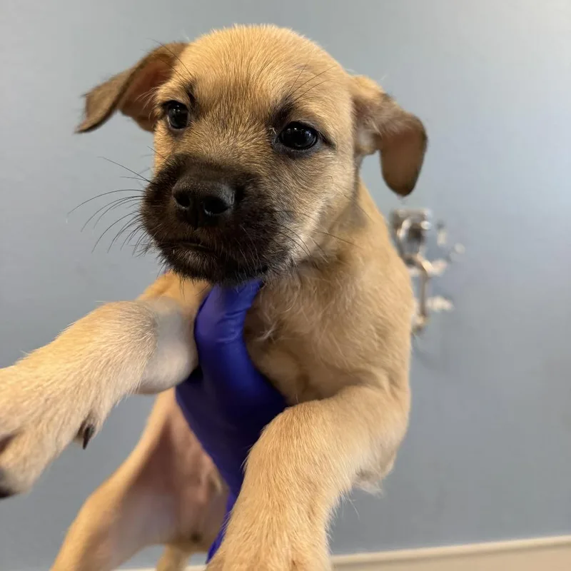 A baby small-sized male Mixed Breed dog named Tamale for adoption in Las Cruces, NM