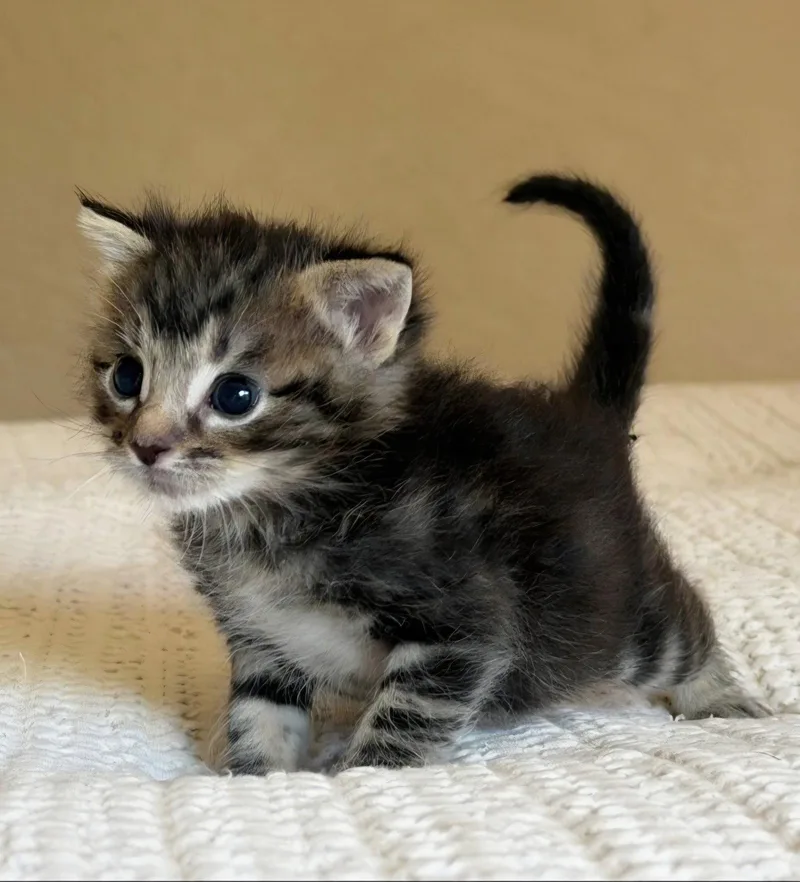 A baby medium-sized female Tabby cat named Little Fry for adoption in Campbell, CA