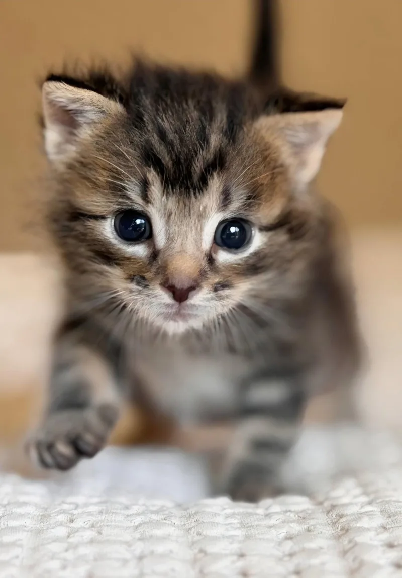 Little Fry thumbnail 2