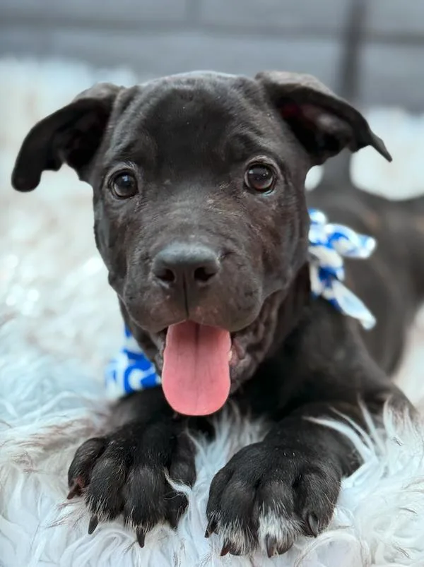 A baby medium-sized female Cane Corso dog named Noelle for adoption in Glendale, AZ