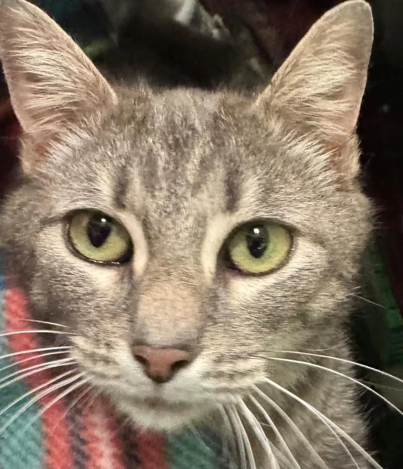 A young medium-sized female Domestic Short Hair cat named Alice for adoption in Olean, NY