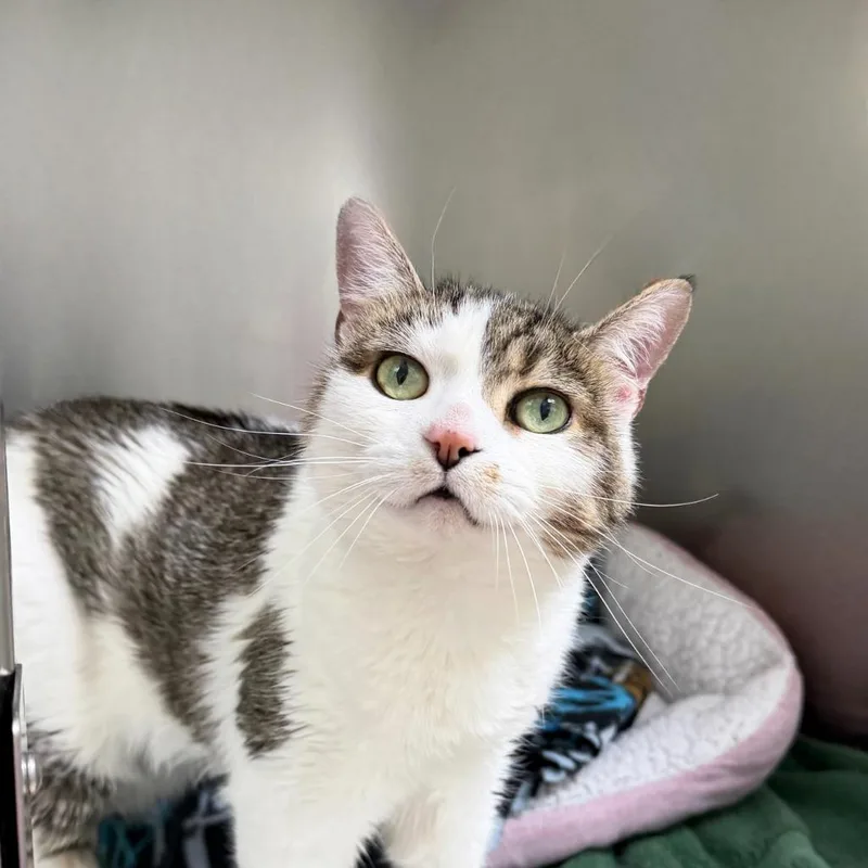 A senior medium-sized female Domestic Short Hair cat named Meeka for adoption in State College, PA