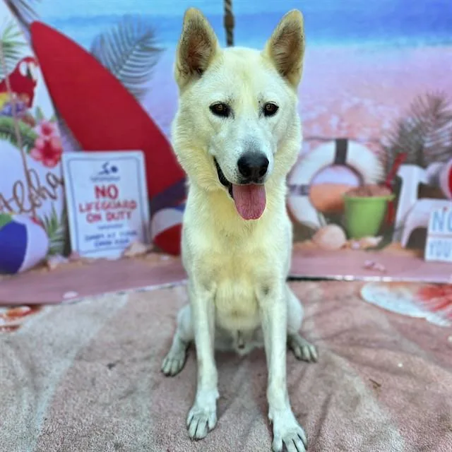 An adult medium-sized male Siberian Husky dog named Jeremiah for adoption in Long Beach, CA