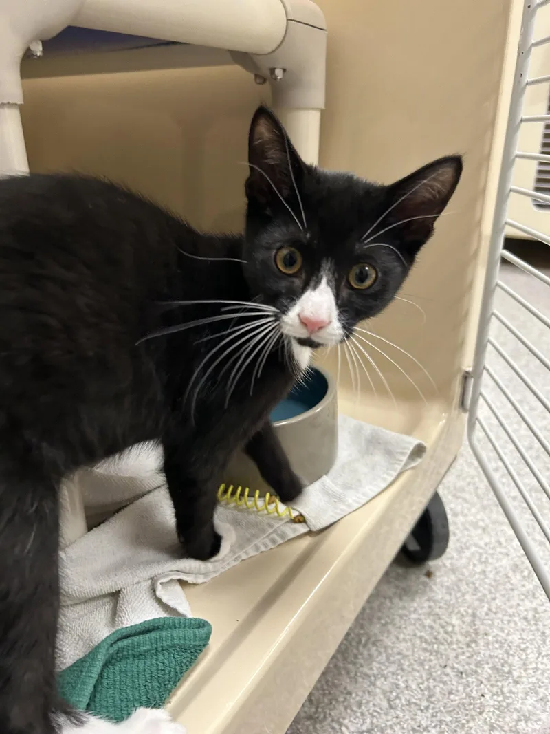 A young medium-sized male Black & White / Tuxedo Domestic Short Hair cat named Elvis for adoption in Lancaster, PA