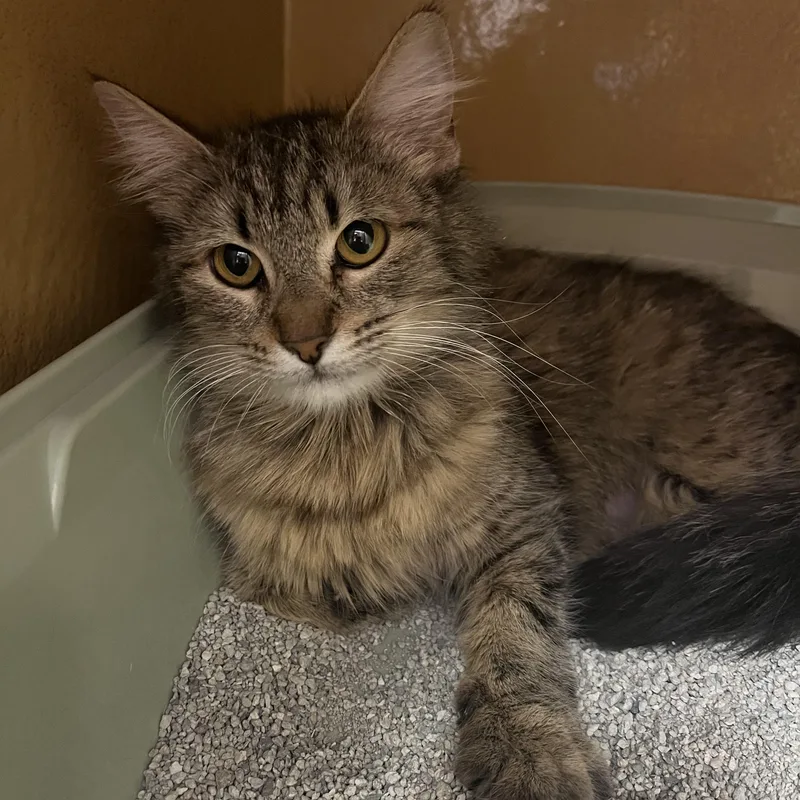 A young small-sized female Tabby (Buff / Tan / Fawn) Domestic Medium Hair cat named Praline for adoption in Fresno, CA