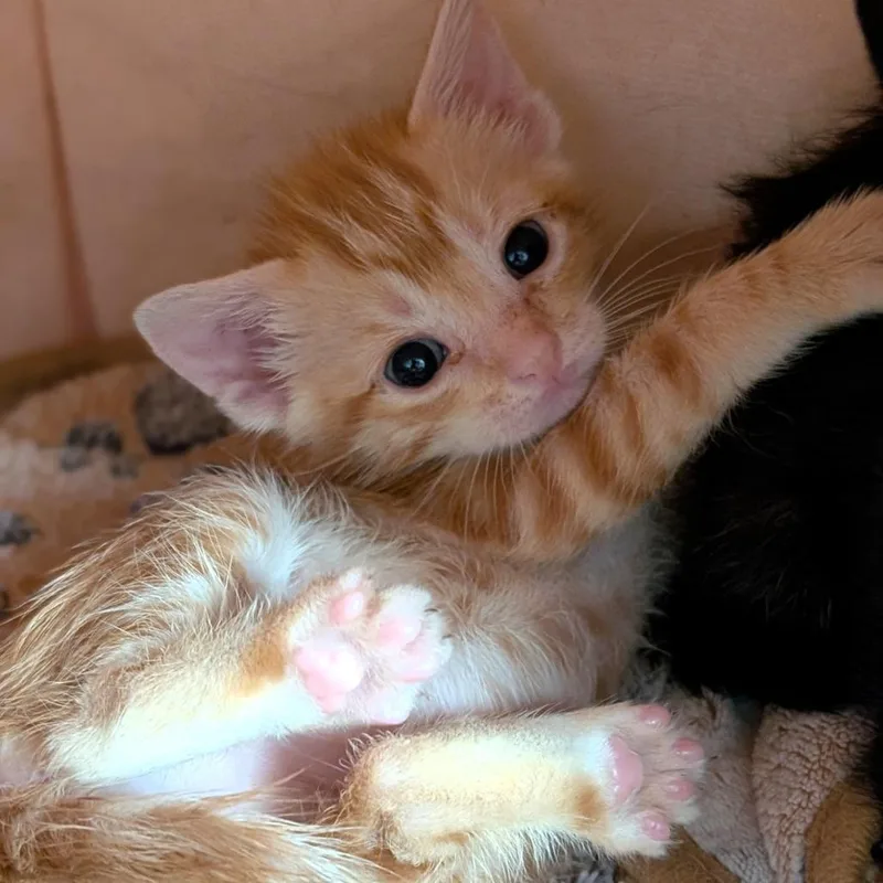 A baby small-sized female Orange / Red Domestic Short Hair cat named Pumpkin for adoption in Buchanan Dam, TX