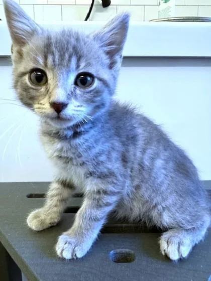 A baby small-sized male Domestic Short Hair cat named Leonardo for adoption in Washington, DC