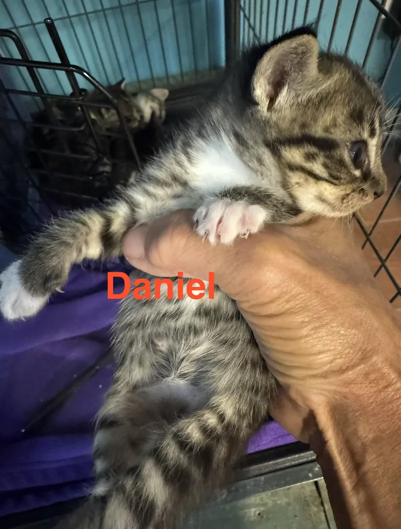 A baby small-sized male Tabby (Buff / Tan / Fawn) Tabby cat named Daniel for adoption in Shrewsbury, MA