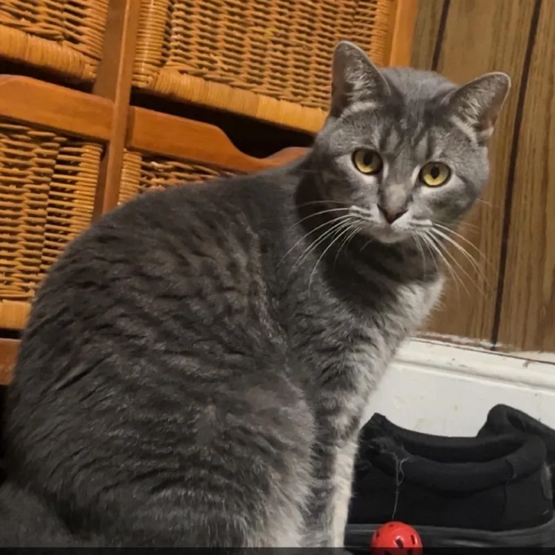 An adult small-sized female Gray / Blue / Silver American Shorthair cat named Luna for adoption in Rochester, MN