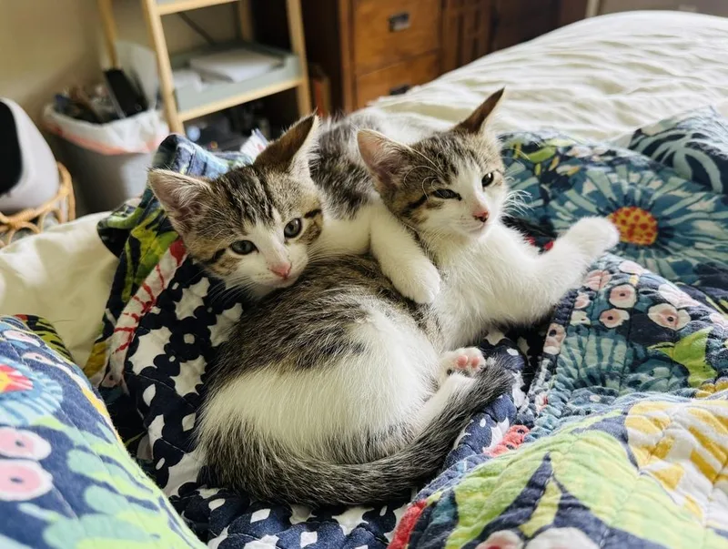 A baby small-sized female Domestic Short Hair cat named Ethel for adoption in Union Grove, WI