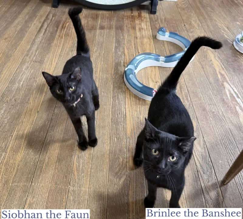 A young medium-sized female Black Domestic Short Hair cat named Siobhan The Faun for adoption in Berkeley Springs, WV