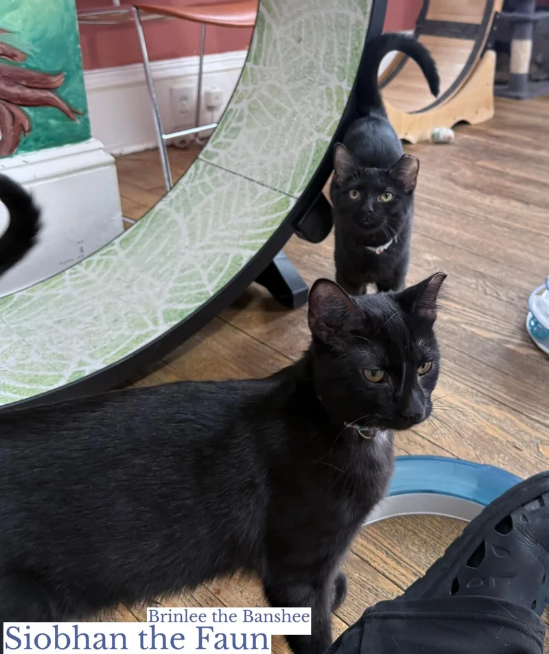 Siobhan The Faun thumbnail 3