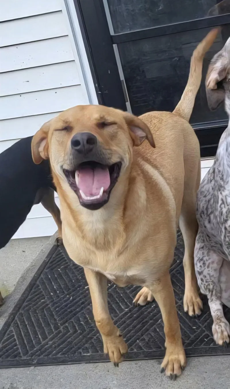 Chevy Aka Puddles Wood thumbnail 2