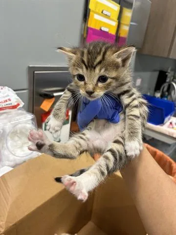 A baby small-sized male Domestic Short Hair cat named Bowser for adoption in San Martin, CA