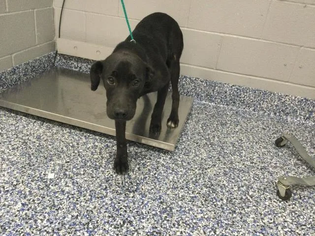 A young medium-sized male Labrador Retriever dog named Stimpy for adoption in Thousand Palms, CA