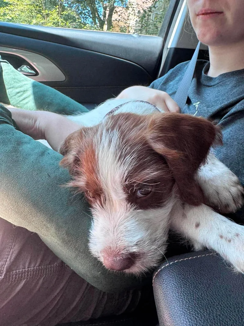 A baby medium-sized male Red / Chestnut / Orange Spaniel dog named Joey for adoption in Billerica, MA