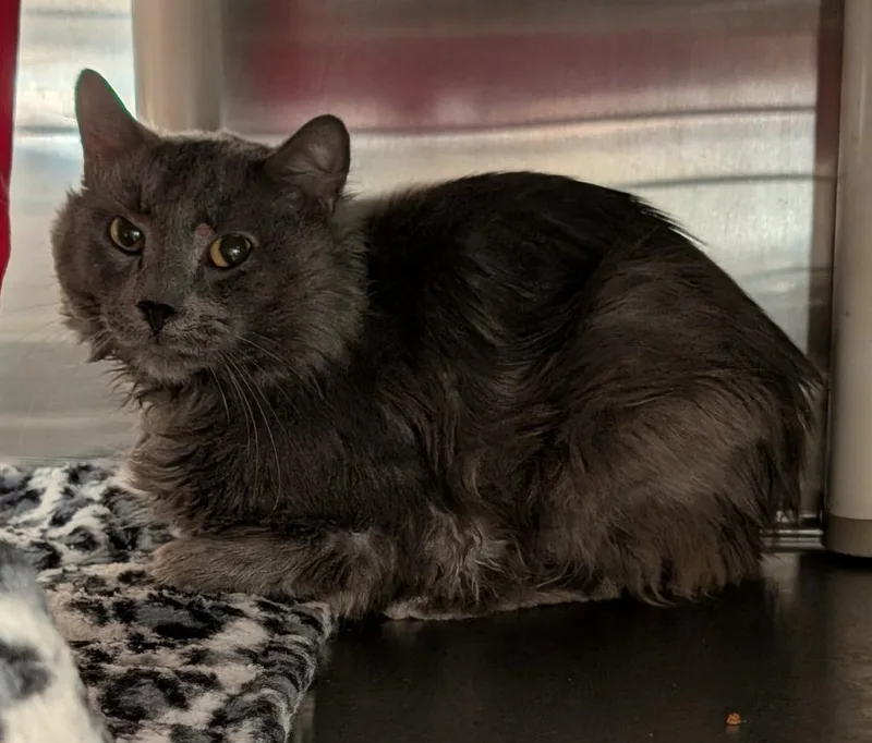 A young medium-sized male Domestic Medium Hair cat named Shade for adoption in Havre, MT