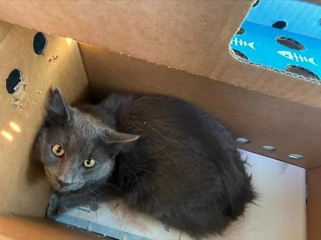 A young medium-sized male Domestic Short Hair cat named Qiunn for adoption in San Jose, CA