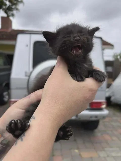 A baby medium-sized male Black Domestic Medium Hair cat named Little Chefs  Wolfgang for adoption in Santa Clara, CA